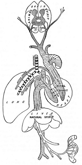 혈액순환 모식도. 갈레노스 학설에 소개된 혈액순환의 원리를 표현한 그림이다.