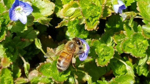 큰개불알풀 꽃가루받이 속 꿀벌