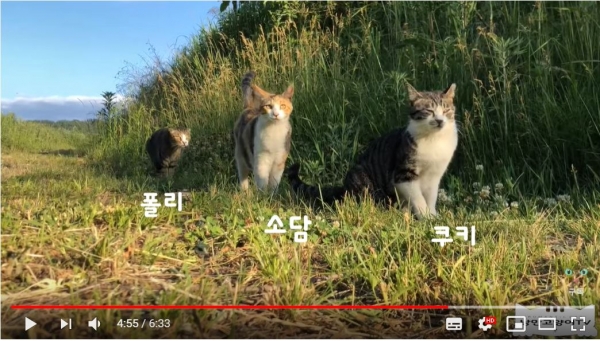 자연속에서 뛰도는 '낭만고양이tv'의 고양이들 (사진=유튜브 '낭만고양이tv' 화면 캡처)