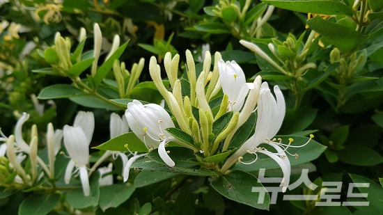 인동초 하얀꽃