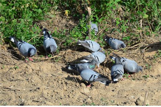 연천군 임진강 주변 무리를 지어 먹이를 먹는 양비둘기. 사진=환경부 제공