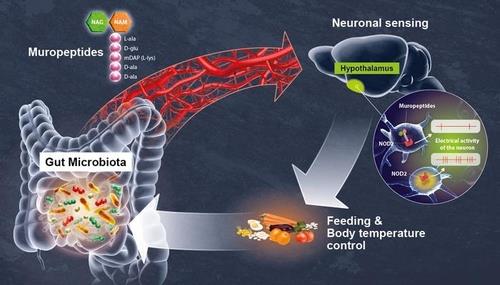 '장뇌(腸腦) 축'의 작동 메커니즘 /프랑스 파스퇴르 연구소 제공