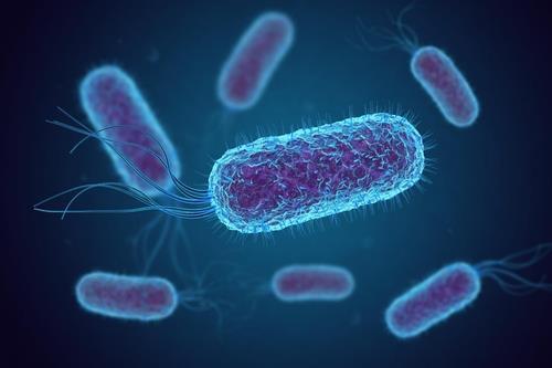 인간과 동물의 장에서 흔히 발견되는 대장균(E. coli) 이미지 /미국 신시내티대 제공