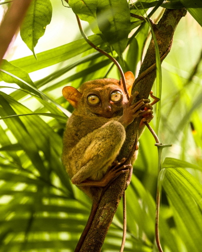 보홀 안경원숭이(Tarsier Sanctuary). 사진=필리핀관광부 제공