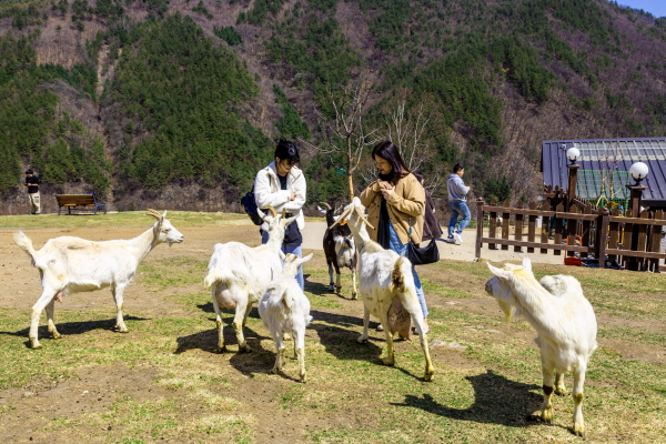 태백 몽토랑산양목장 초원에서 방문객이 유산양에게 먹이를 주는 모습. 한국관광공사