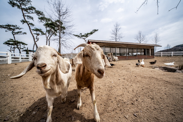 증평 벨포레목장에서 귀여움을 독차지하고 있는 보어염소. 한국관광공사