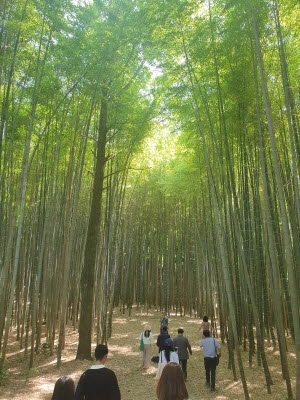 고창읍성 맹종죽림 대나무 숲을 팸투어 참가자들이 둘러보고 있다. [사진=서울관광재단]