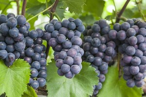 안산시, 대표 특산물 7선...농·수산업 경쟁력 강화에 속도낸다 - 뉴스 썸네일 이미지